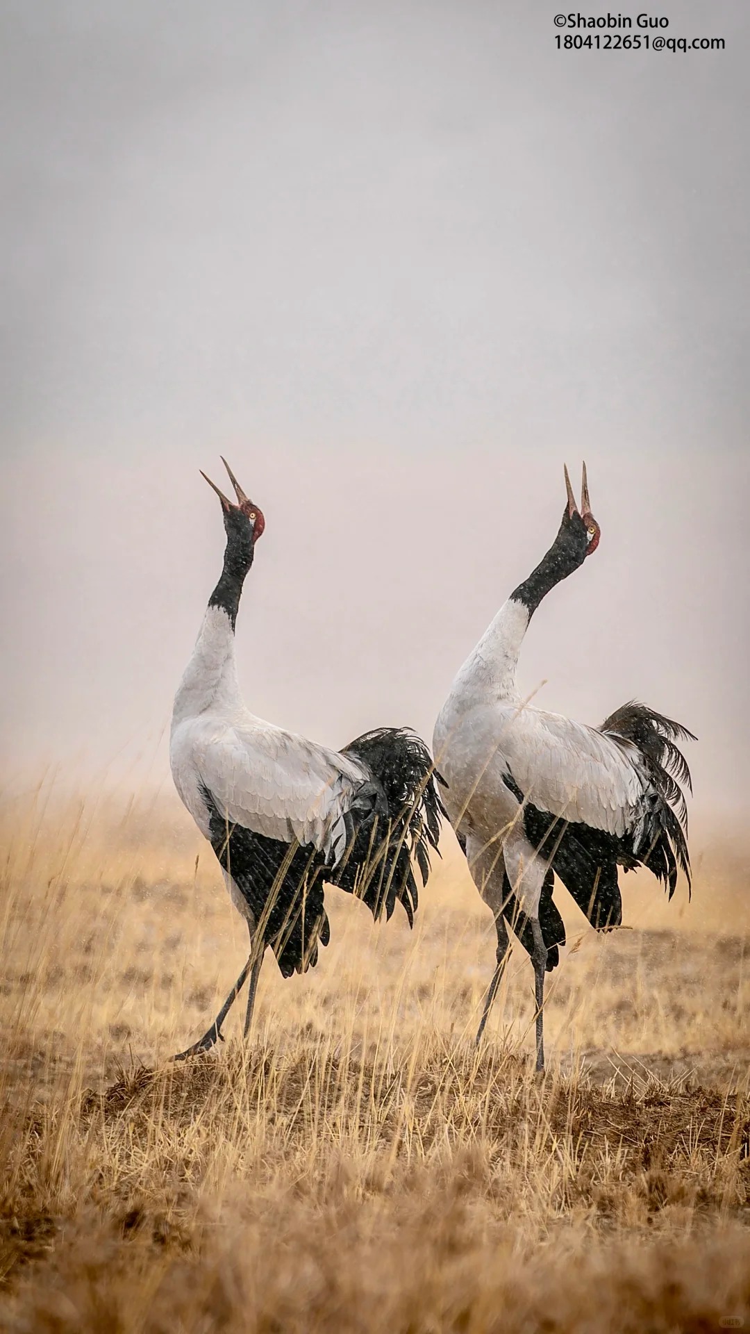 在阿尔金山的荒野深处，与野生动物相遇_6_俯冲的游隼 野生动物摄影_来自小红书网页版